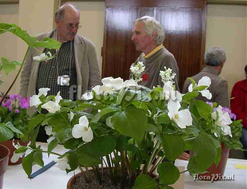 Trillium grandiflorum with exhibitor