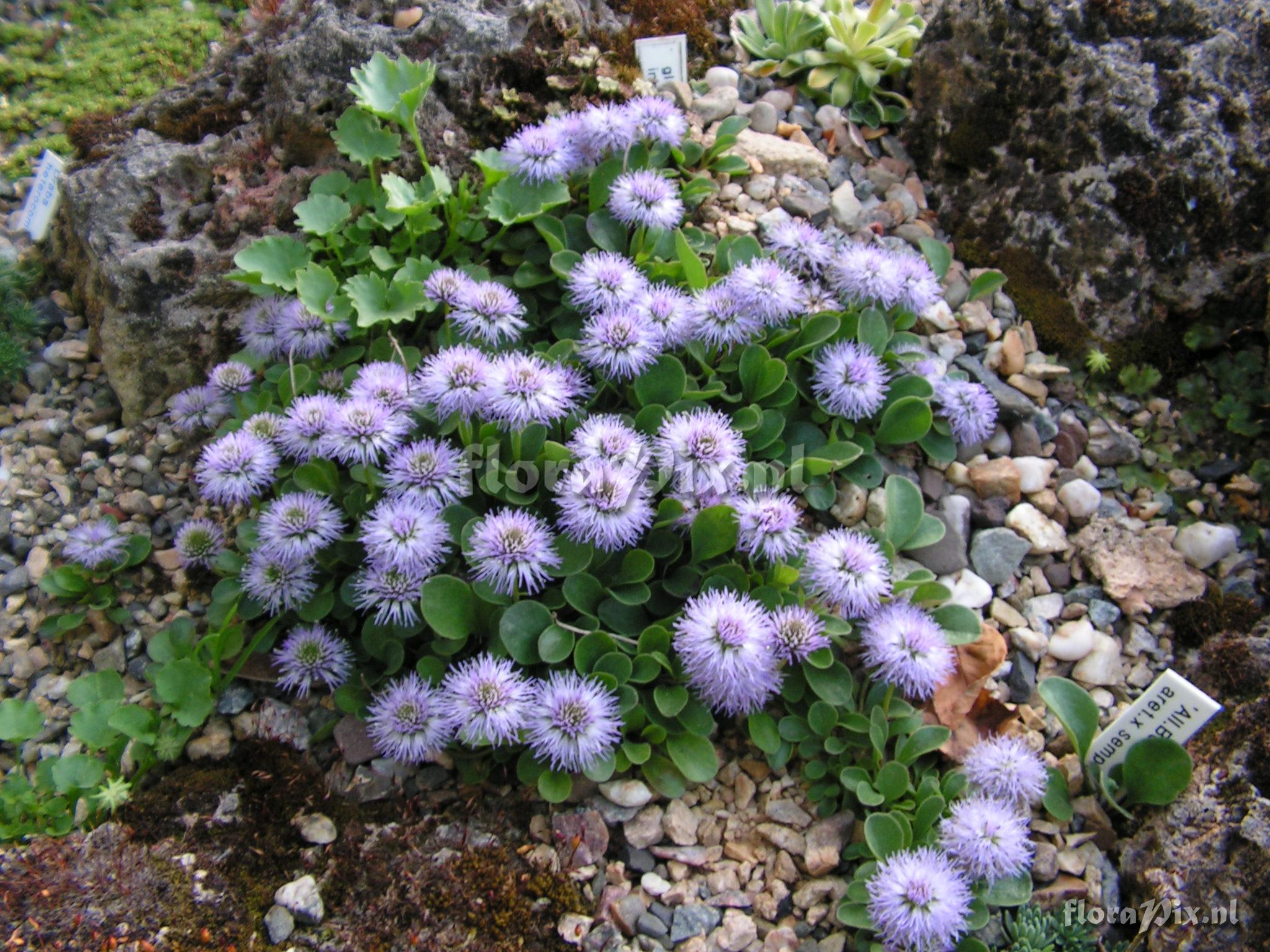 Globularia incanescens