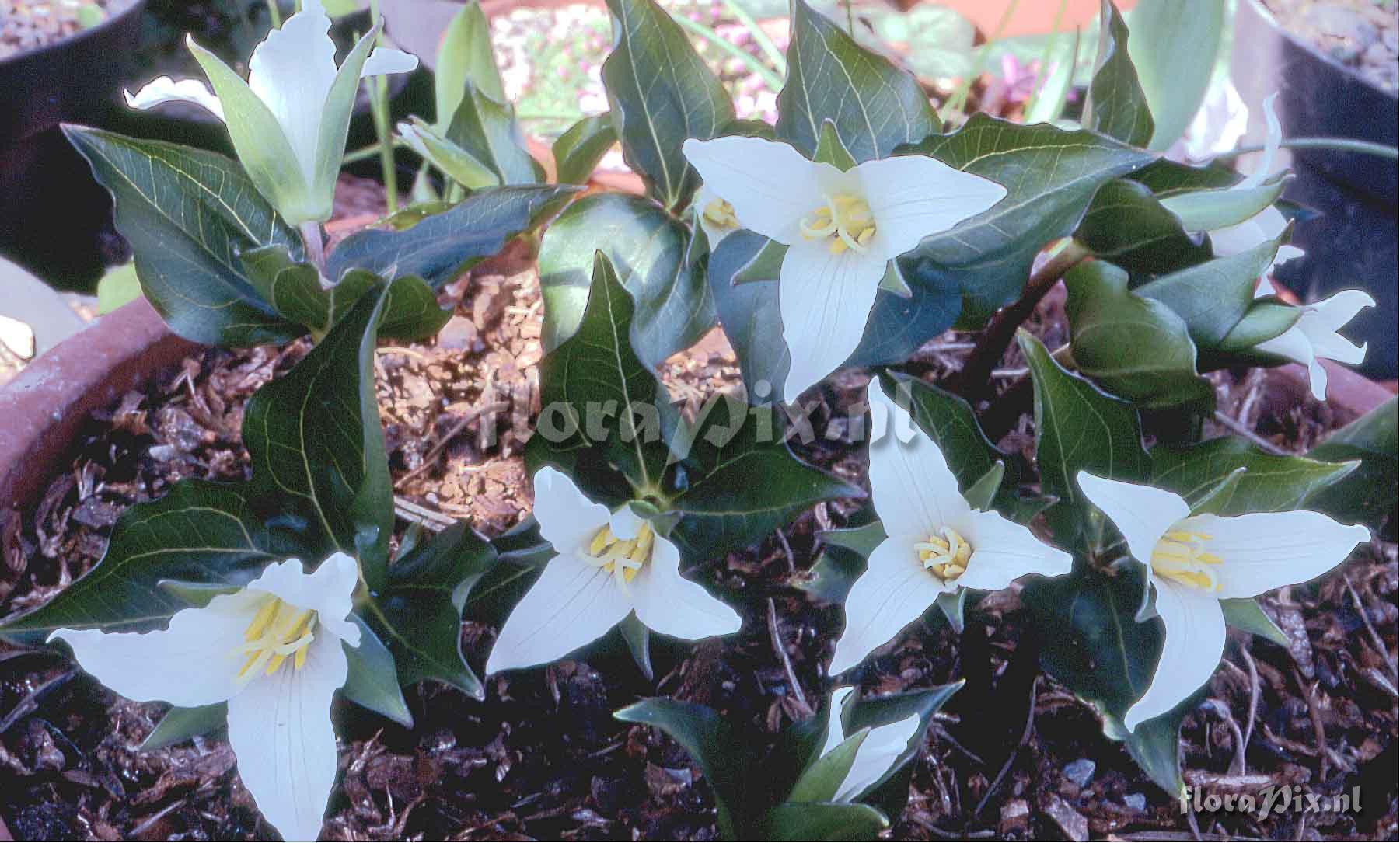 Trillium ovatum roy elliott