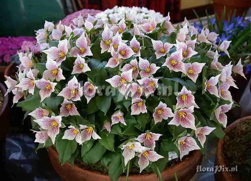 Trillium rivale