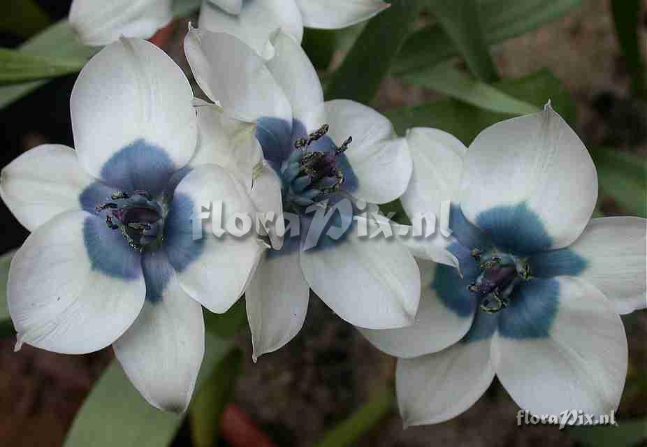 Tulipa humilis alba caerulea