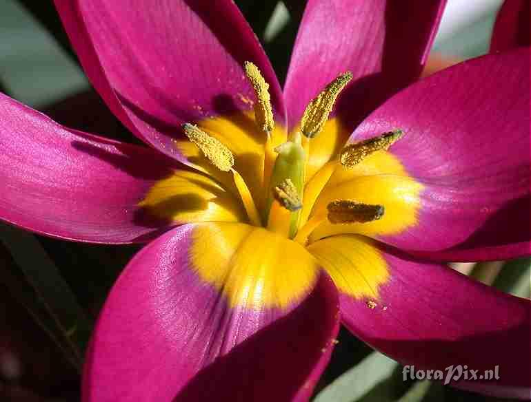 Tulipa humilis odalisque