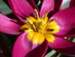 Tulipa humilis odalisque