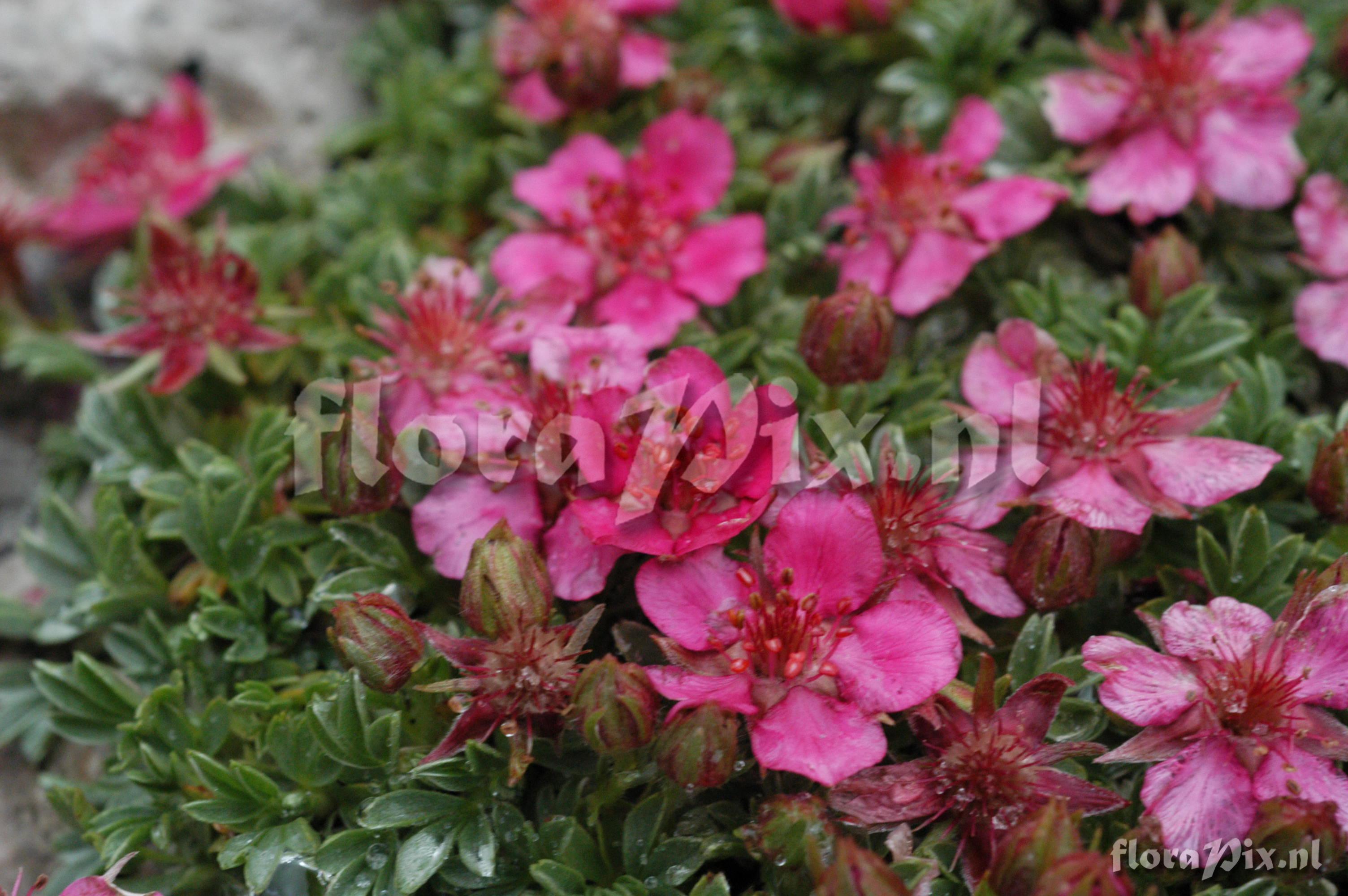 Potentilla nitida