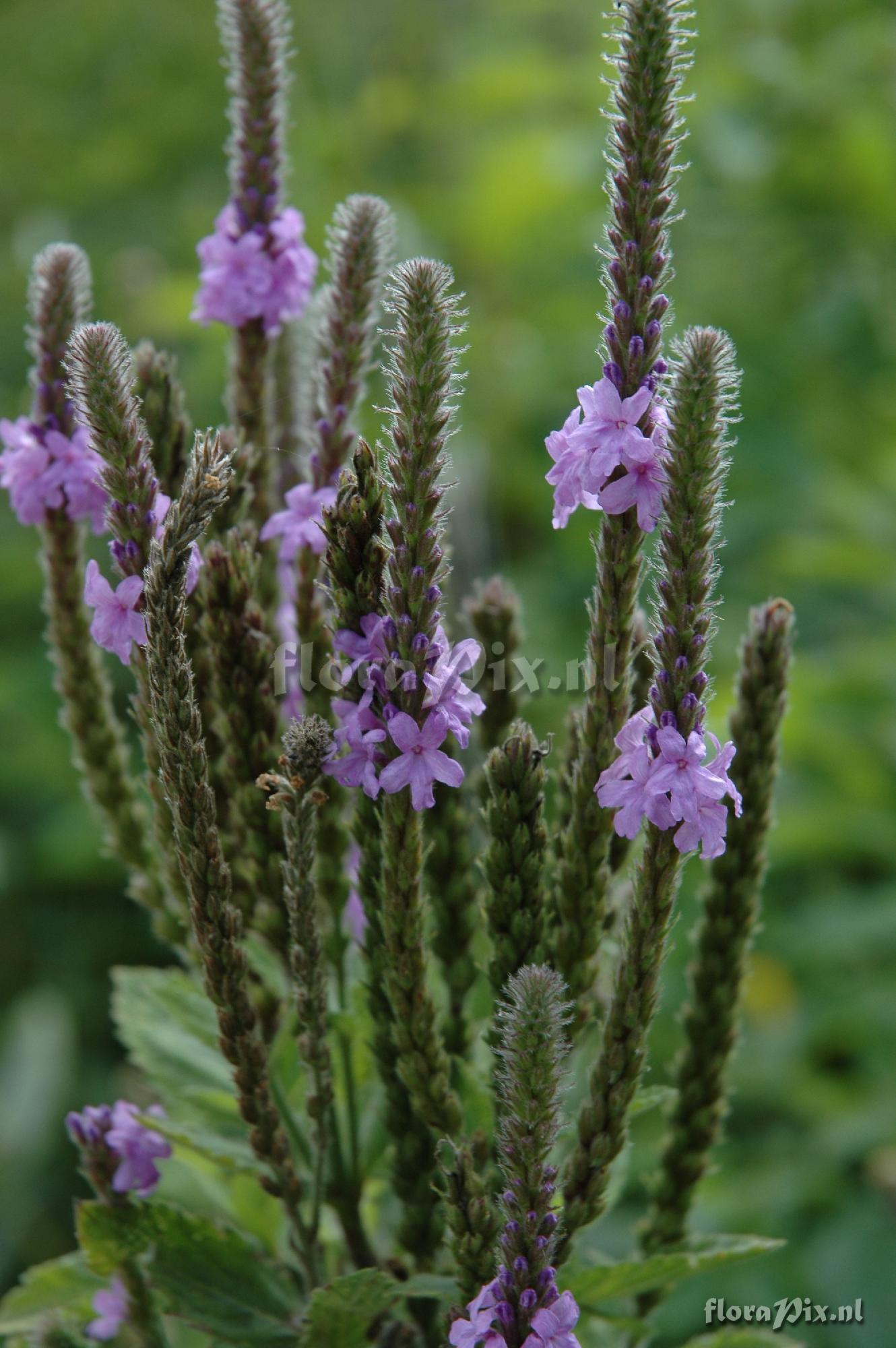 Verbena macdougalii