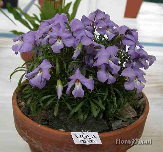 Viola pedata at Macclesfield