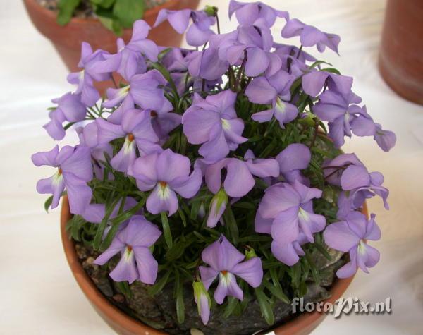 Viola pedata