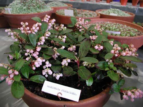 Gaultheria pyroloides