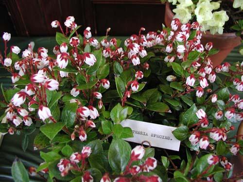 Gaultheria species