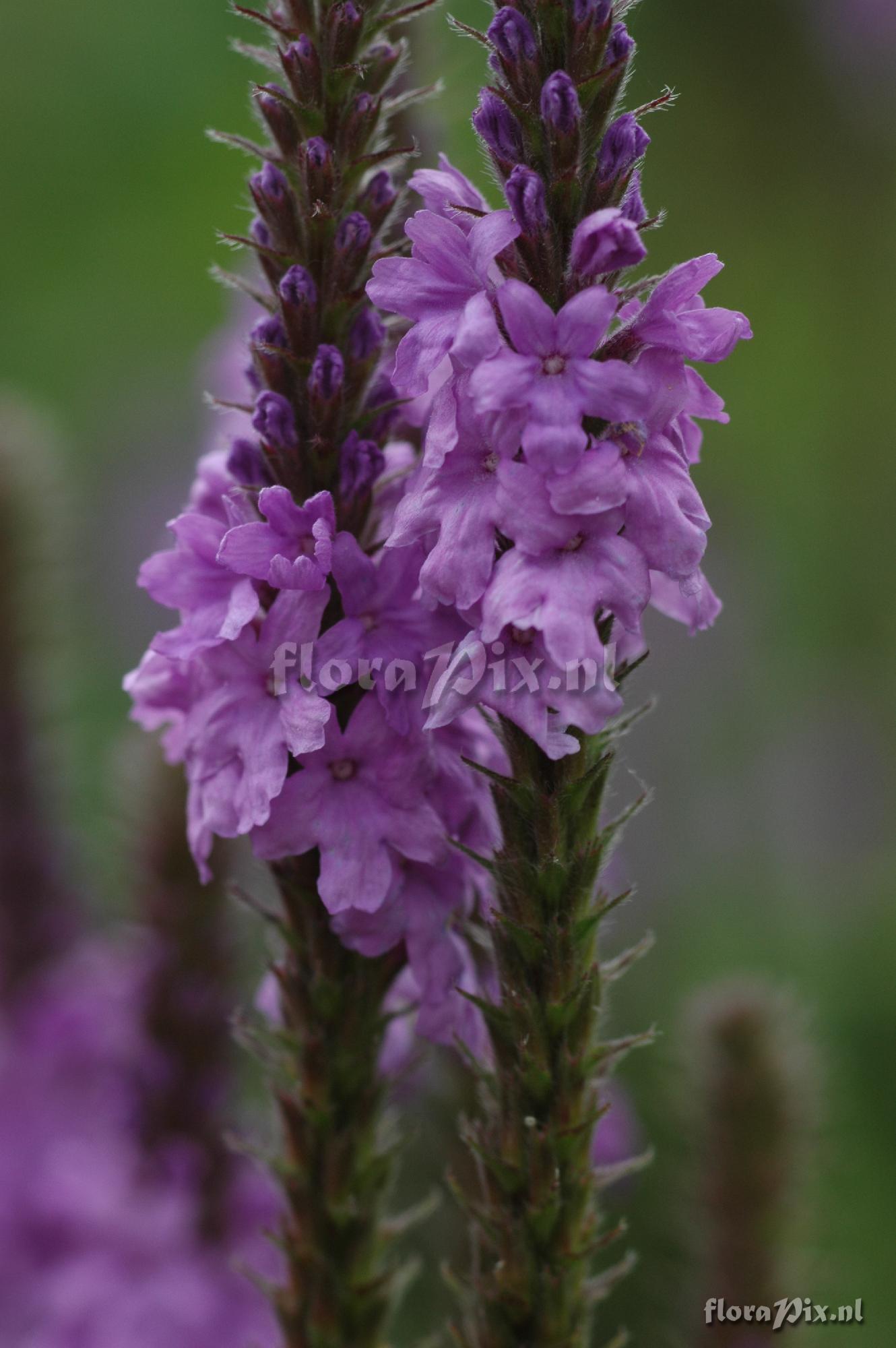 Verbena macdougalii