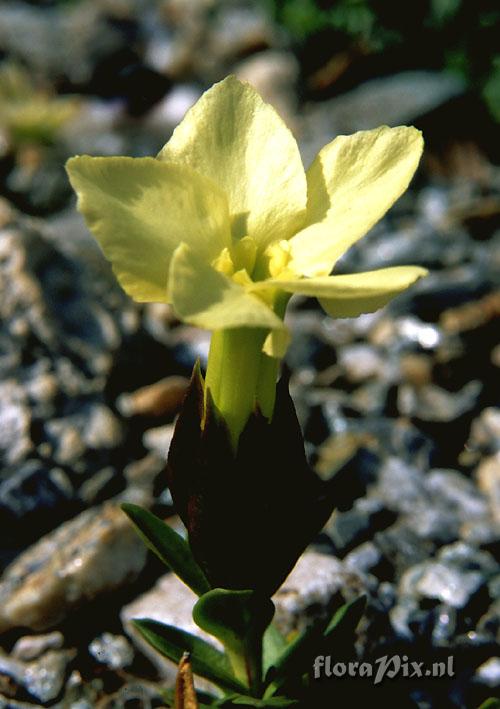 Gentiana oschtenica