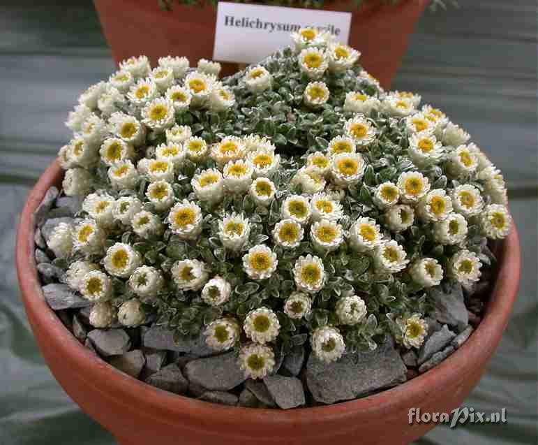 Helichrysum sessile