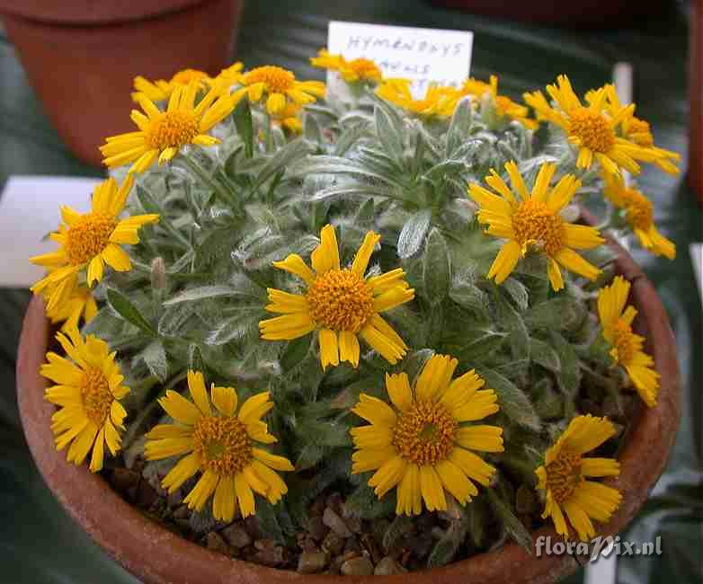 Hymenoxys acaulis var caespitosa