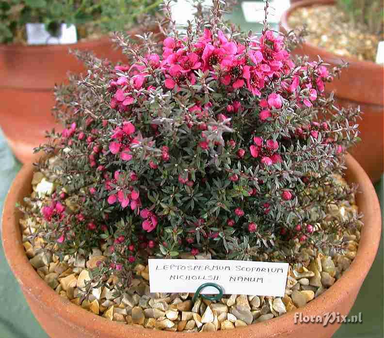 Leptospermum scoparium nichollsii nanum