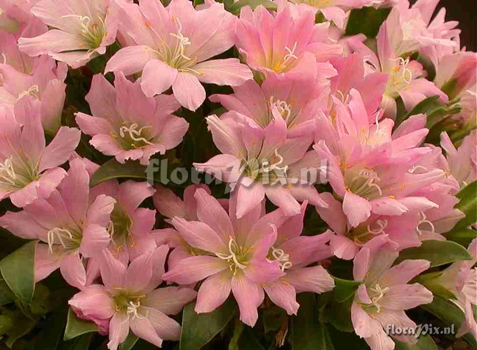 Lewisia Patricia Forrest close up