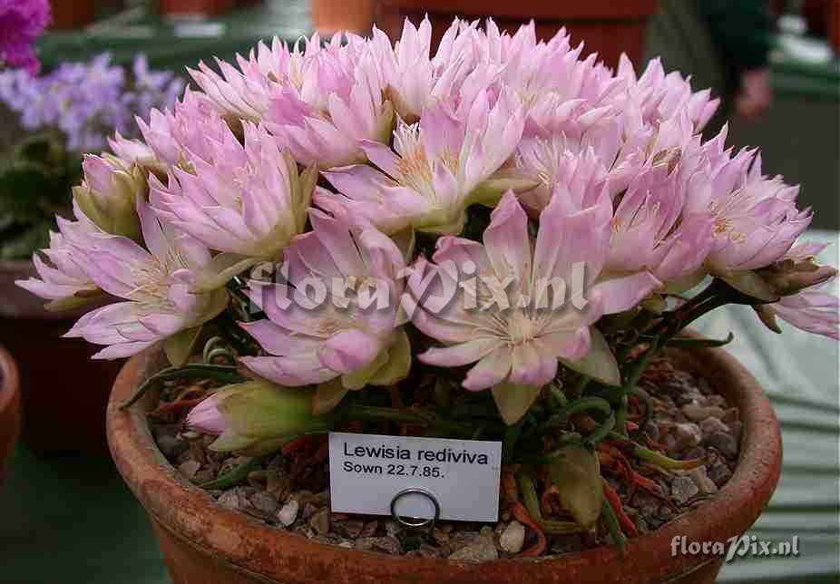 Lewisia rediviva