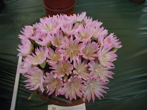 Lewisia rediviva