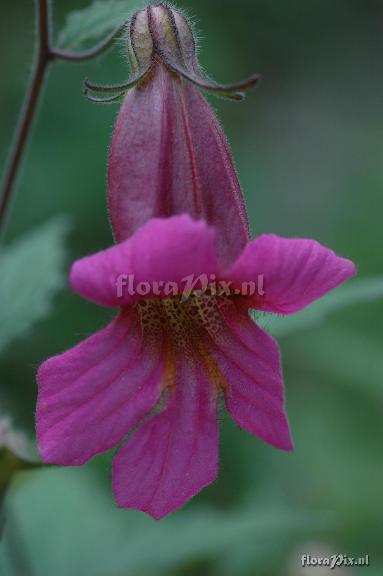 Rehmannia piasezkii