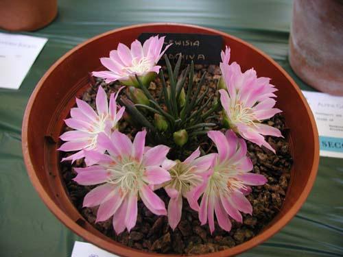 Lewisia rediviva