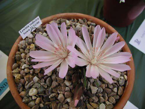 Lewisia rediviva