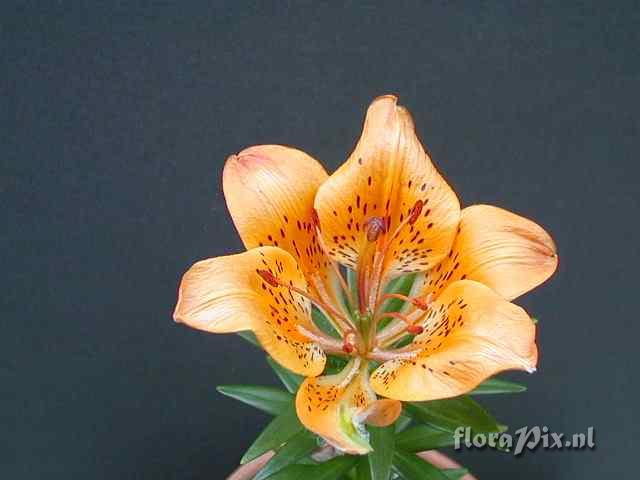 Lilium dauricum