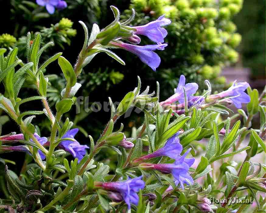 Lithodora Heavenly Blue