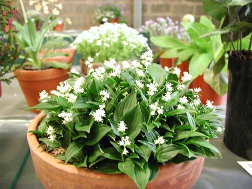 Maianthemum bifolium yakushimense