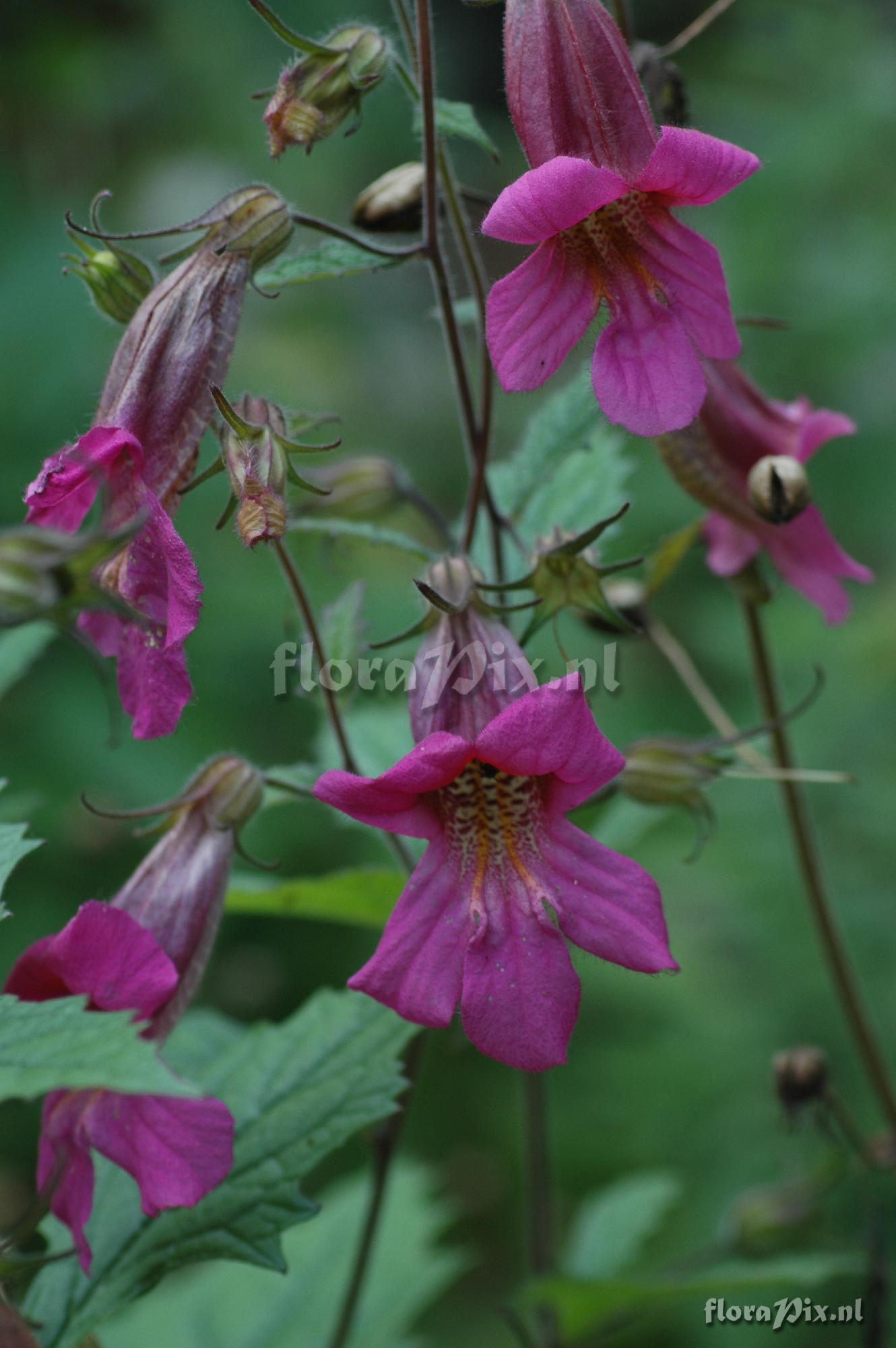 Rehmannia piasezkii