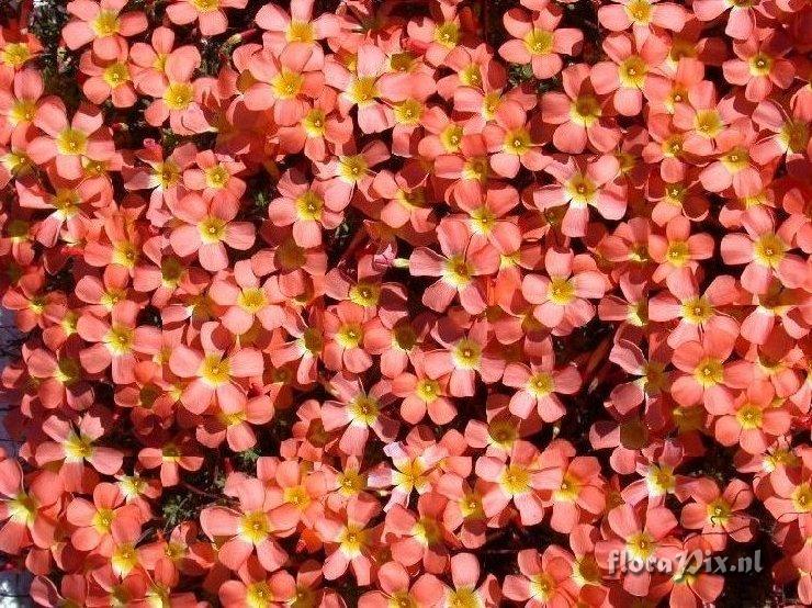 Oxalis massoniana