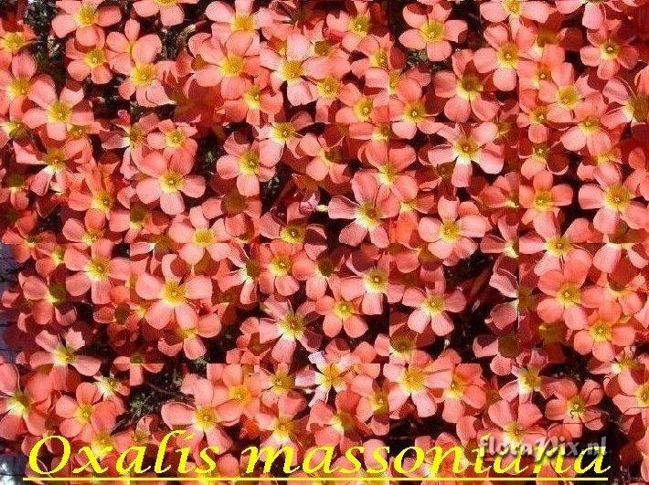 Oxalis massoniana