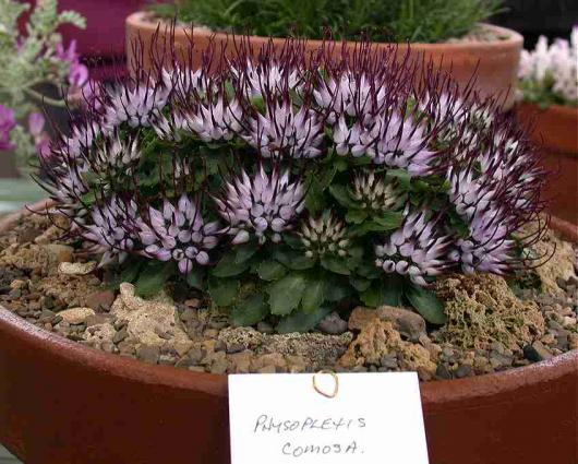 Physoplexis comosa at Southport Show