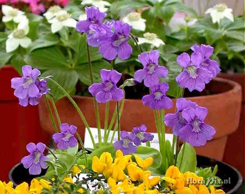 Pinguicula grandiflora