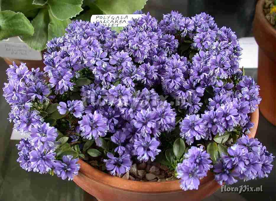 Polygala calcarea Lillet