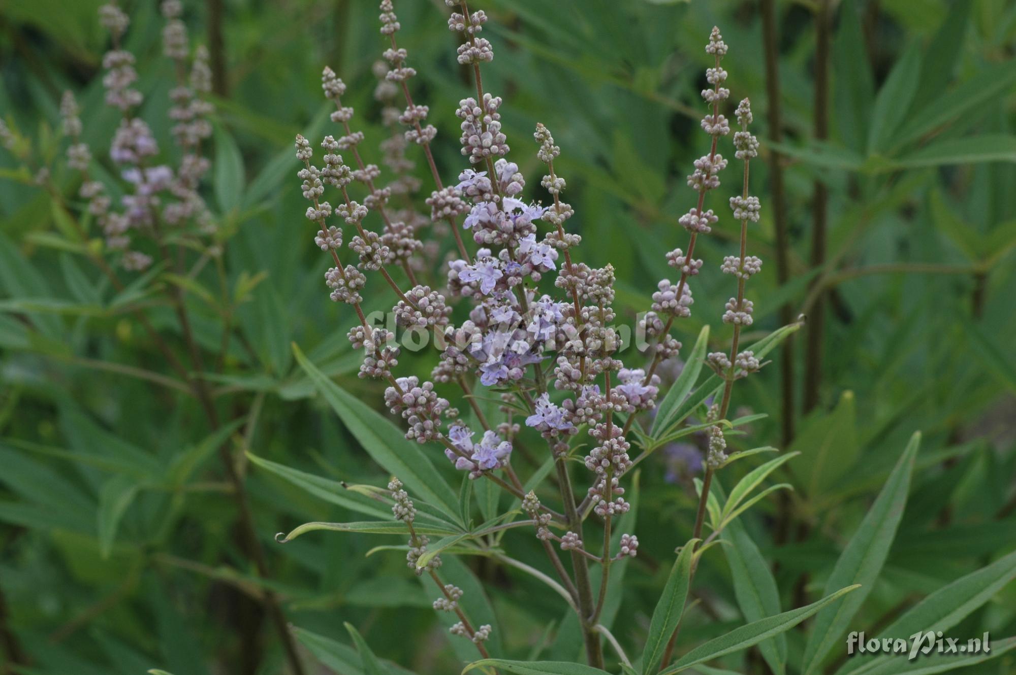 Vitex agnus-castus