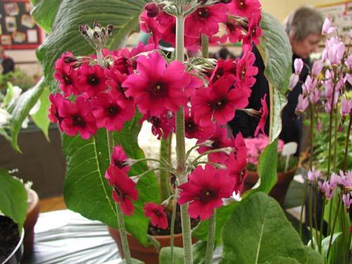 Primula pulverulenta