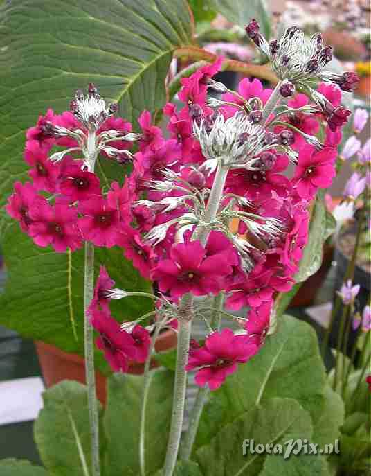 Primula pulverulenta