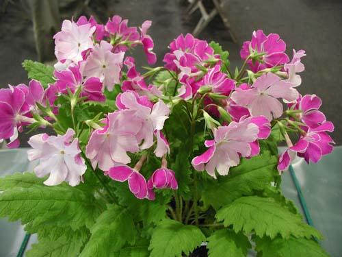 Primula sieboldii Geisha Girl