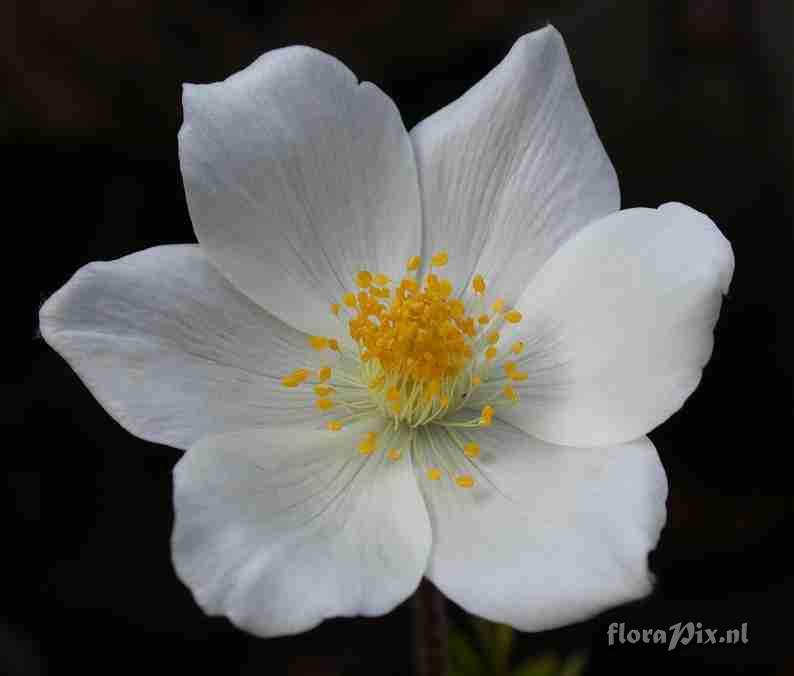 Pulsatilla alpina cameo shot