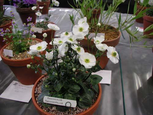 Ranunculus parnassifolius