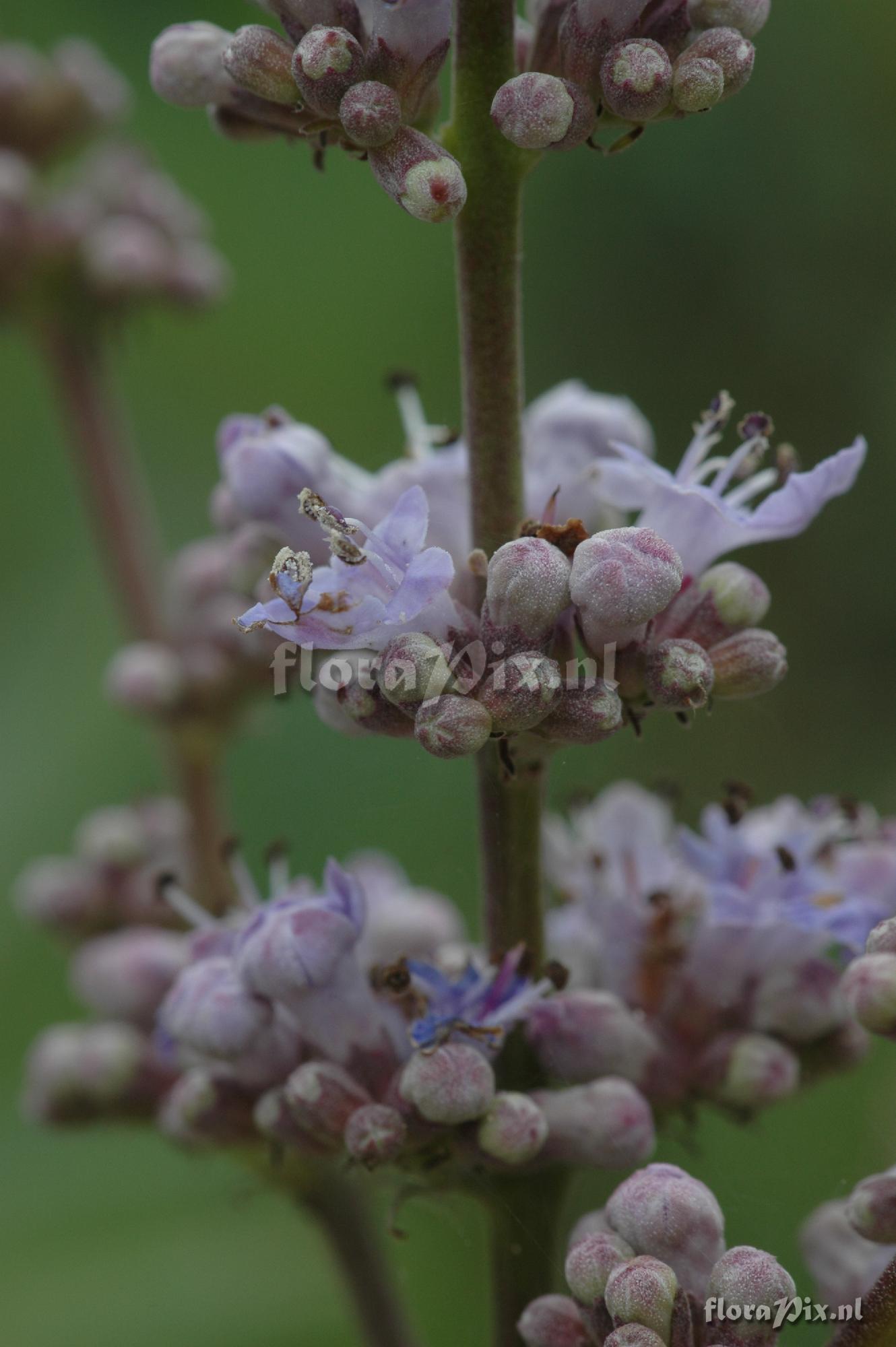 Vitex agnus-castus