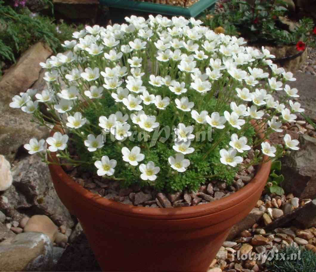 Saxifraga cebenensis