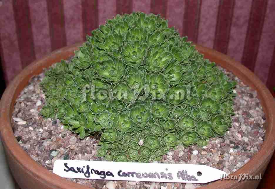 Saxifraga correvensis alba