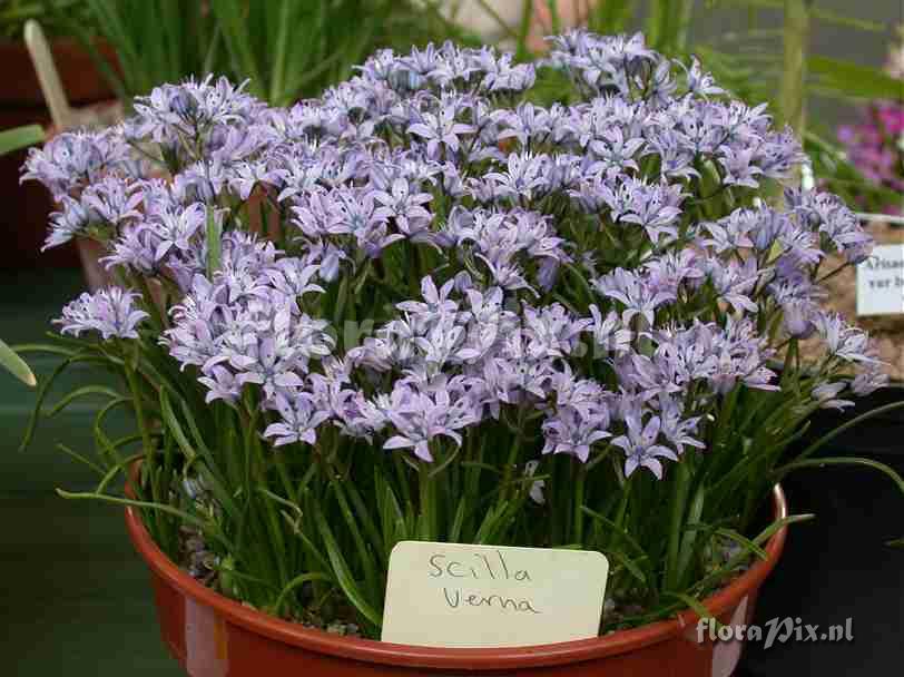 Scilla verna