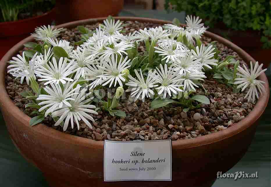 Silene hookeri ssp bolanderi