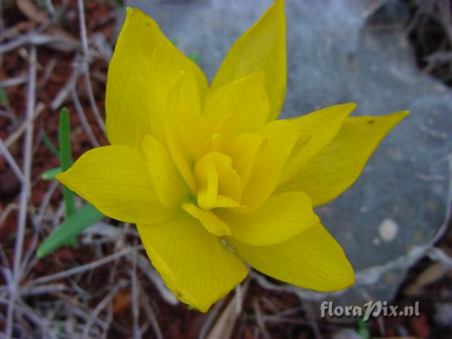 Sternbergia lutea double