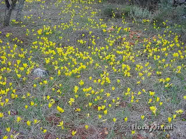 Sternbergia lutea