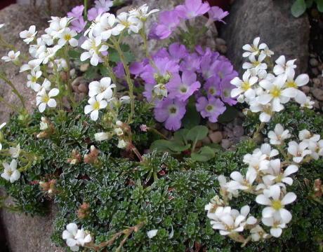 3-troughs Plants