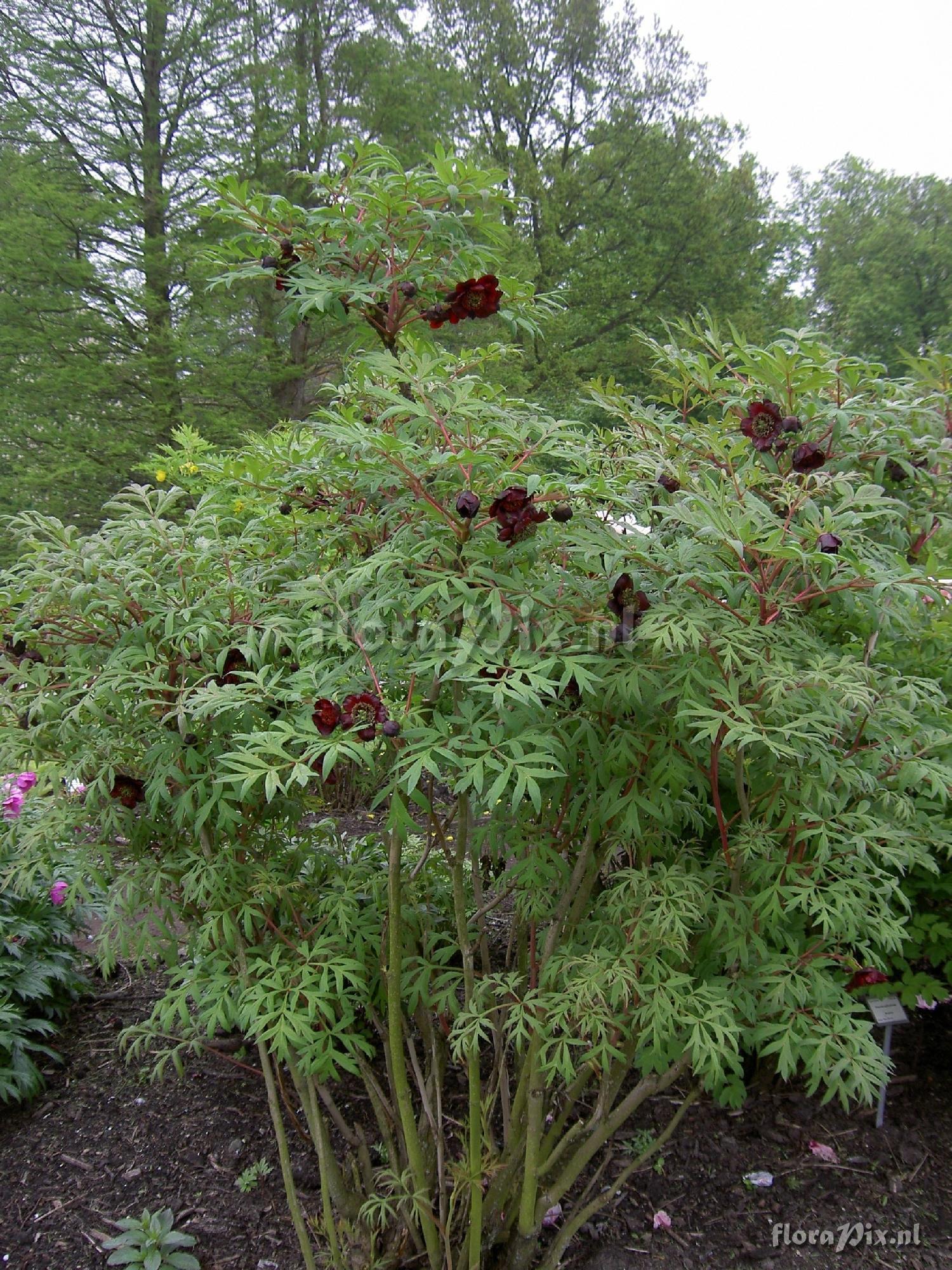 Paeonia potaninii var. potaninii