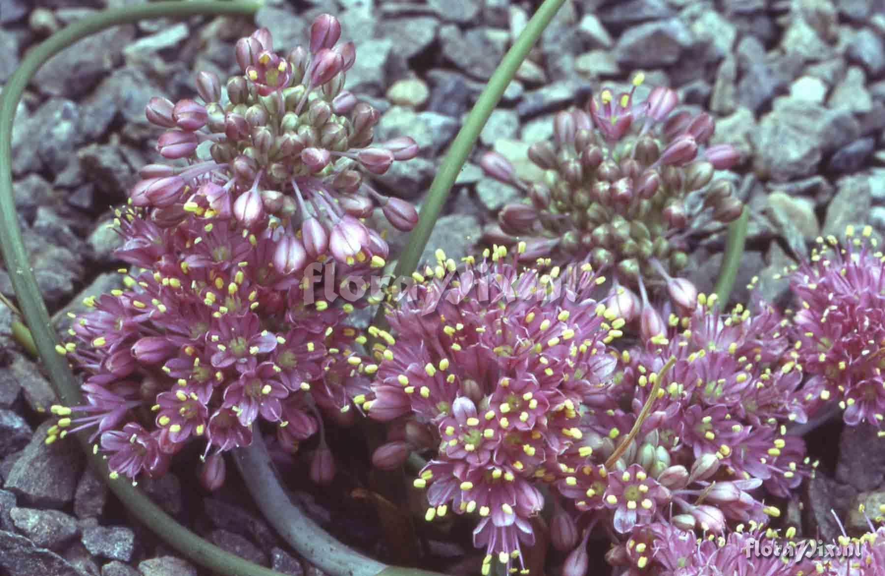 Allium kurtzianum