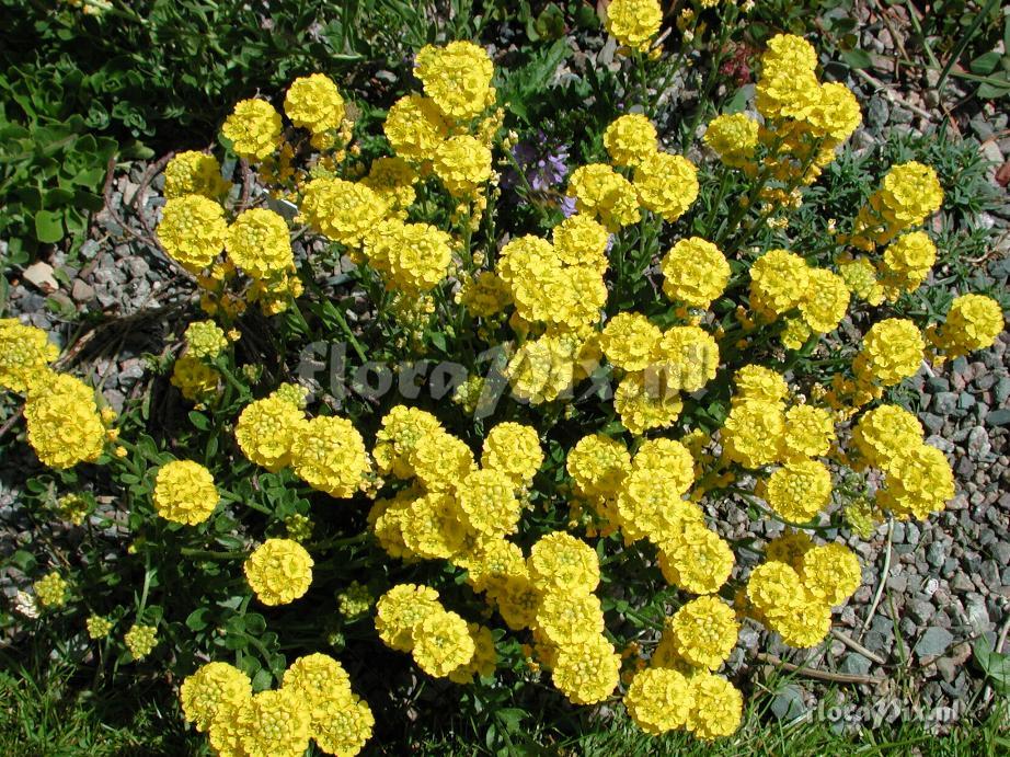 Alyssum lenense